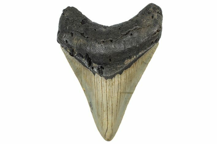 Serrated, Fossil Megalodon Tooth - North Carolina #298893